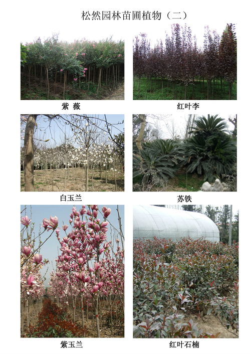 漢中市松然園林有限責(zé)任公司招聘信息 公司前景 規(guī)模 待遇怎么樣