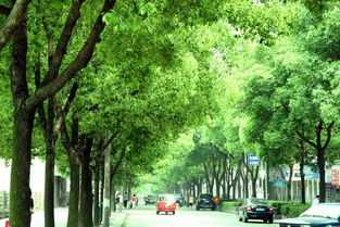香樟村圖冊(cè)