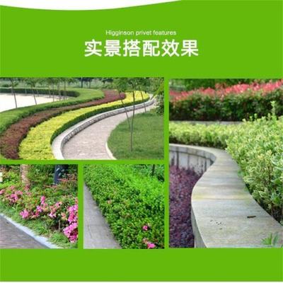 基地批發(fā)木荷杯苗 公園景區(qū)觀(guān)葉種植 庭院園林綠化造景工程苗木